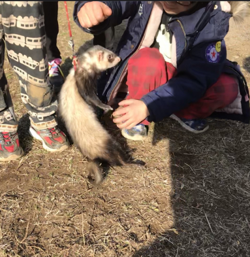 ferret_a0168628_00240513.jpeg