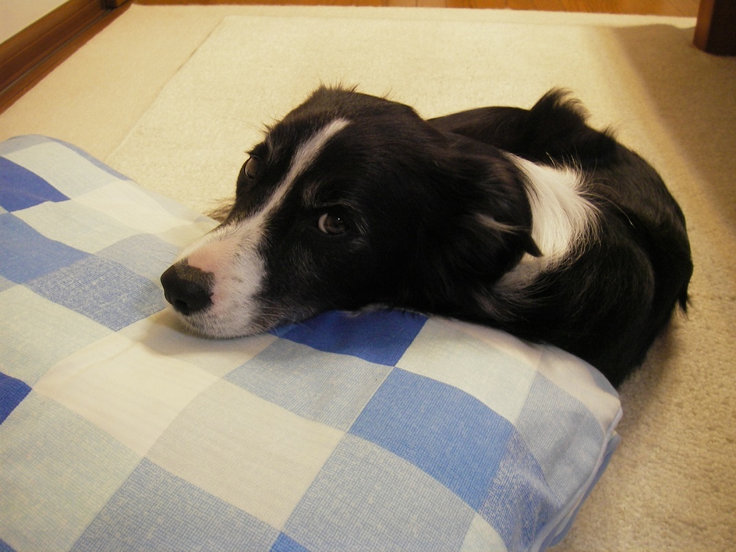 ウナギ犬のときは テトだもん ウナギ犬のときは テトだもん