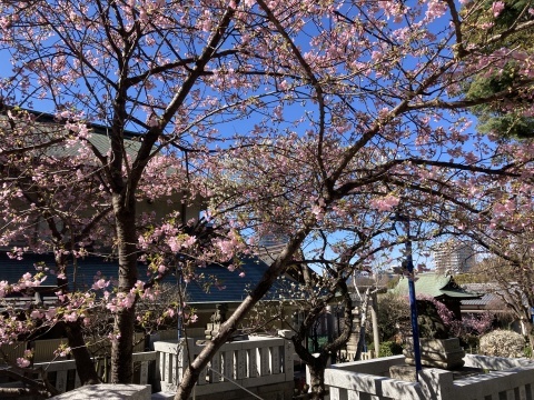 春先の蕎麦_b0050651_08562574.jpg