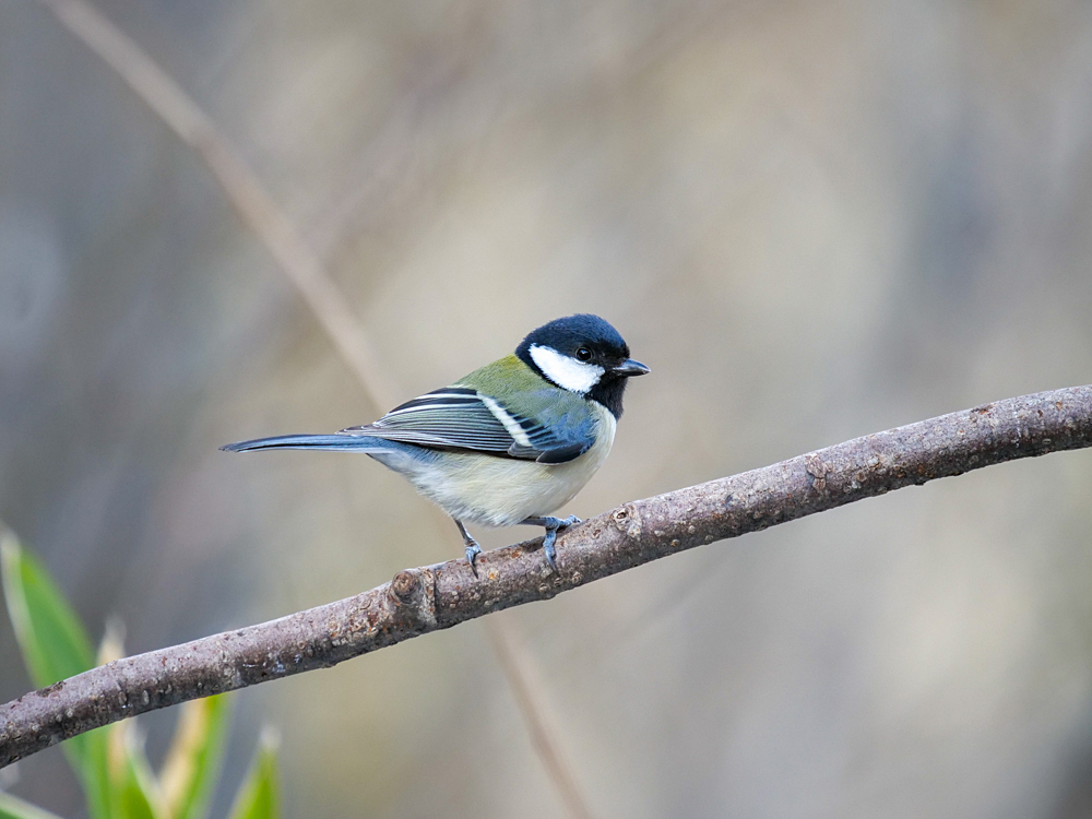 お山の鳥さんその２_f0199866_15340278.jpg