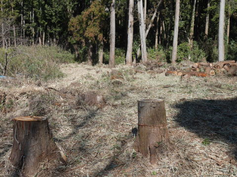 常緑樹枝打ちで畑の日差し回復2・18六国見山手入れ_c0014967_08550024.jpg