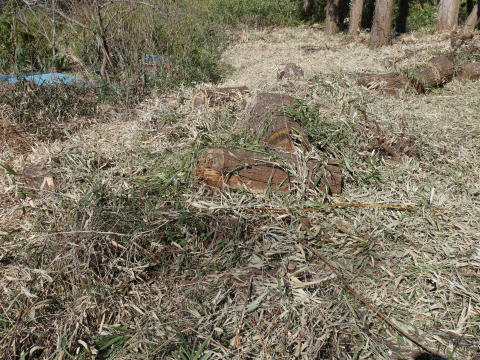 常緑樹枝打ちで畑の日差し回復2・18六国見山手入れ_c0014967_08553305.jpg