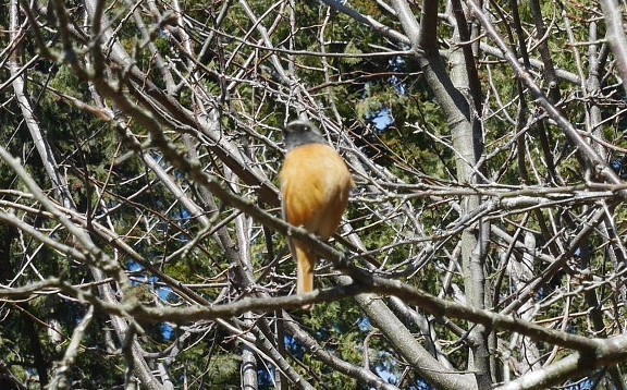 常緑樹枝打ちで畑の日差し回復2・18六国見山手入れ_c0014967_08583419.jpg