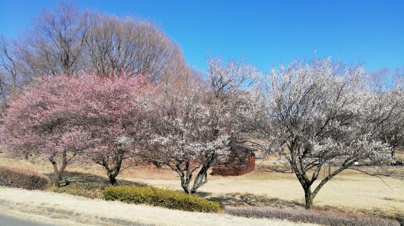 春を探しにお出掛け_c0212083_20201384.jpg
