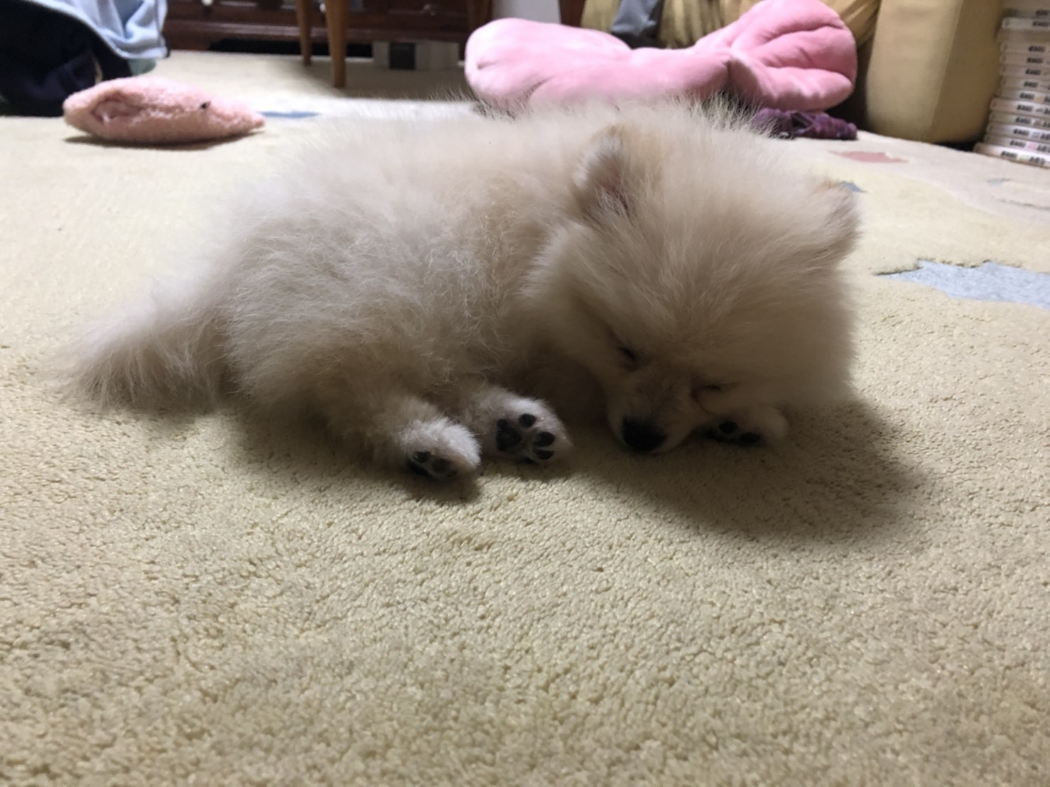 うちの家族 Kenthomes Voice うちの家族 Kenthomes Voice