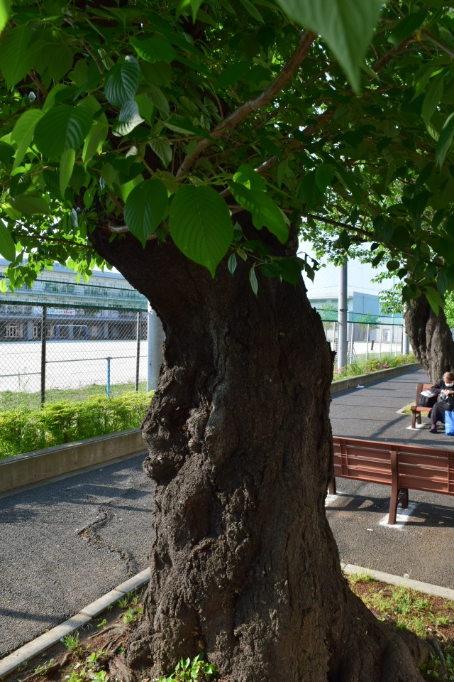 埼玉県朝霞市立朝霞第一中学校(建築家・関根要太郎作品研究)_f0142606_05251911.jpg