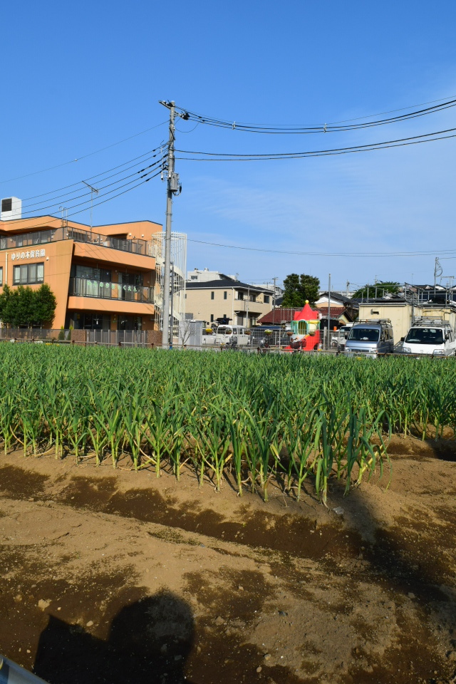 埼玉県朝霞市立朝霞第一中学校(建築家・関根要太郎作品研究)_f0142606_05333624.jpg