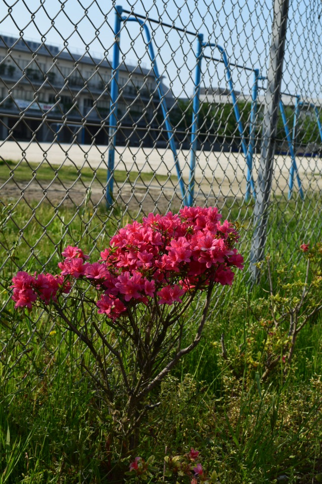 埼玉県朝霞市立朝霞第一中学校(建築家・関根要太郎作品研究)_f0142606_05344559.jpg
