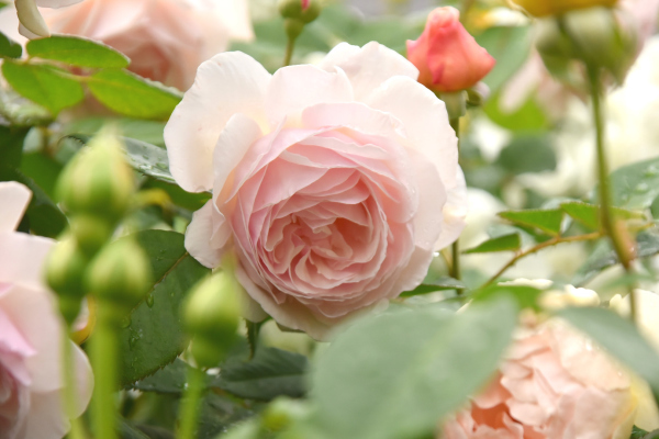 優雅な大輪の薔薇 カヲリノニワ 優雅な大輪の薔薇 カヲリノニワ