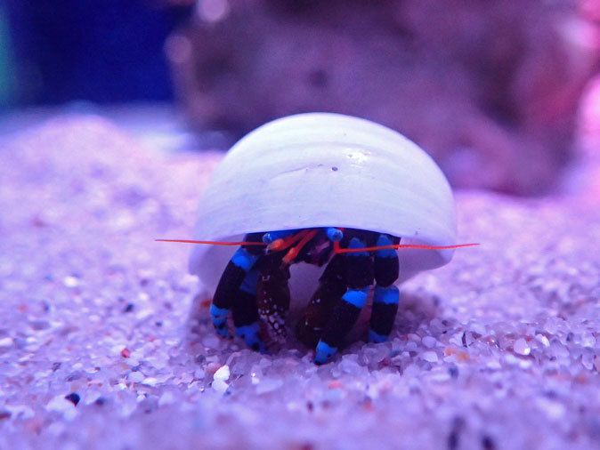 アクアパーク品川 Marine Snow Dome ユビワサンゴヤドカリ 続々 動物園ありマス