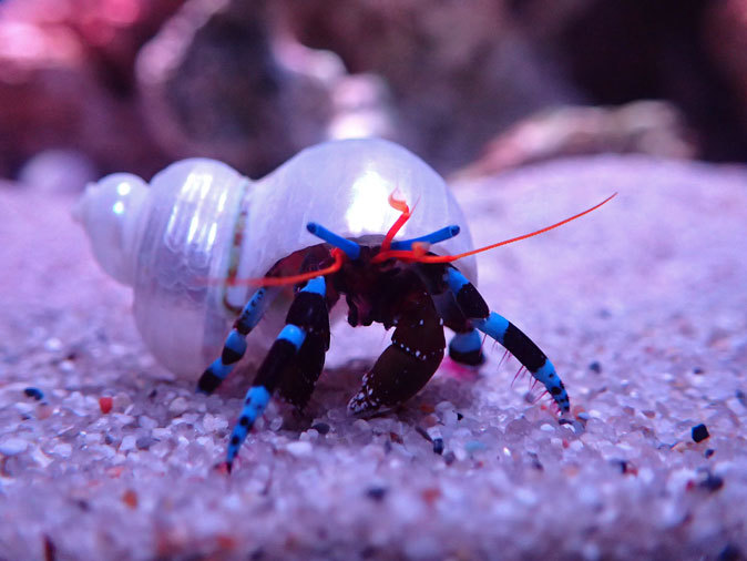 アクアパーク品川 Marine Snow Dome ユビワサンゴヤドカリ 続々 動物園ありマス