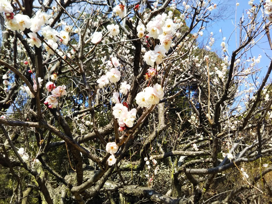 梅をたずねて カメさん歩き 『保久良神社梅林』_c0218841_17274085.jpg