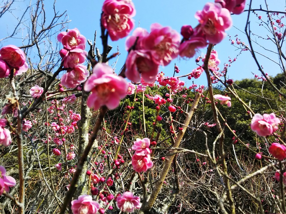 梅をたずねて カメさん歩き 『保久良神社梅林』_c0218841_17274900.jpg