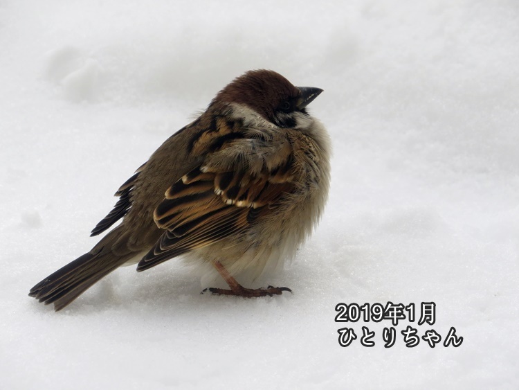 スズメで涙 2 手ぬぐいとかめら
