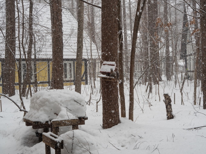 激しい雪の中やって来たエゾリス君は雪まみれ!_f0276498_23162472.jpg