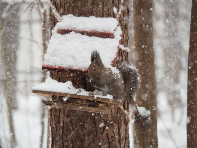 激しい雪の中やって来たエゾリス君は雪まみれ!_f0276498_23170217.jpg
