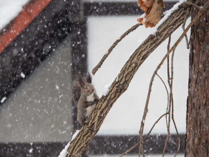 激しい雪の中やって来たエゾリス君は雪まみれ!_f0276498_23171291.jpg