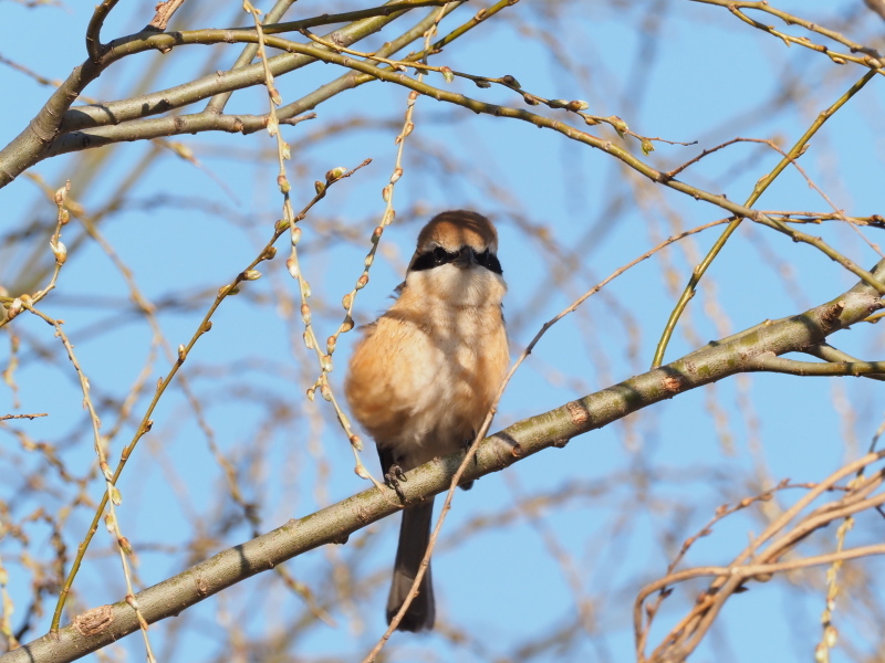 荒川河川敷にて 百舌鳥のみ　2/21_f0403301_19195147.jpg