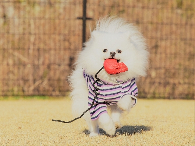 やることが無くて_d0360206_19201186.jpg