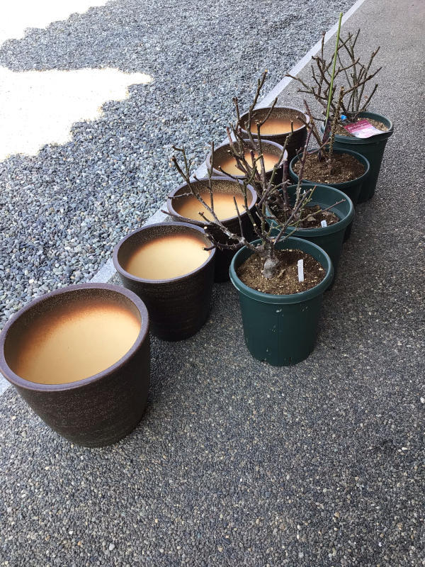 信楽鉢を買ってきましたわ_c0404712_12090210.jpg