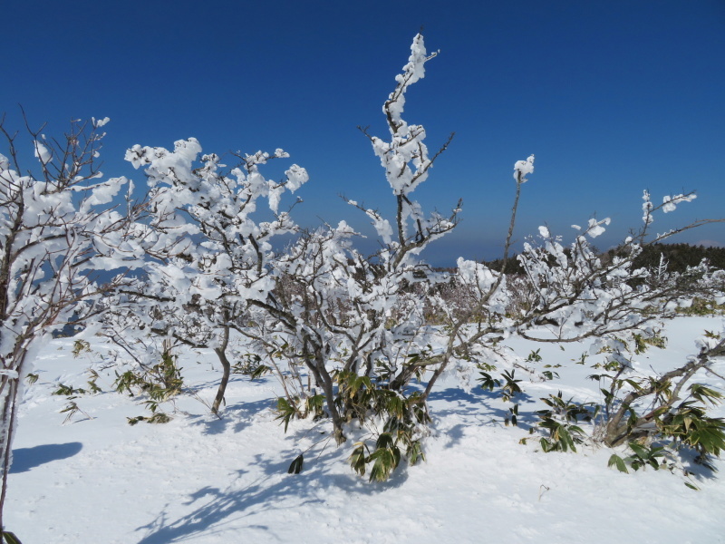 樹氷林を行く 南沢山 (1,564M) 横川山 編_d0170615_22591570.jpg