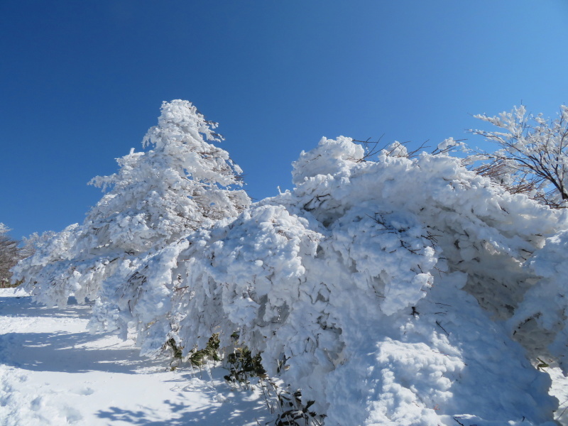 樹氷林を行く　南沢山 (1,564M)    横川山 編_d0170615_22593444.jpg