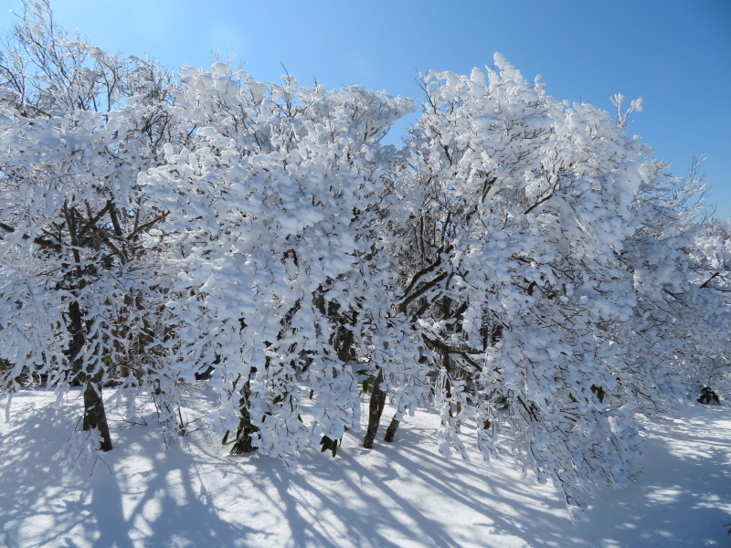 樹氷林を行く　南沢山 (1,564M)    横川山 編_d0170615_22595461.jpg