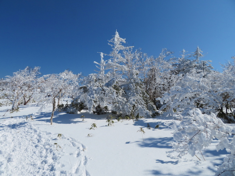 樹氷林を行く　南沢山 (1,564M)    横川山 編_d0170615_23000235.jpg