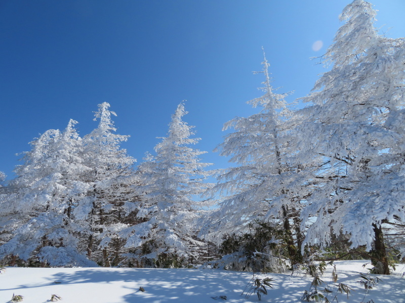 樹氷林を行く　南沢山 (1,564M)    横川山 編_d0170615_23002681.jpg