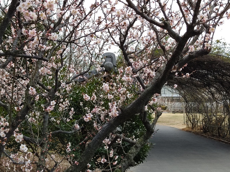 佐布里池公園 梅まつり_e0305834_10500183.jpg