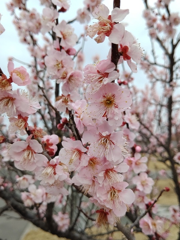 佐布里池公園 梅まつり_e0305834_10515396.jpg