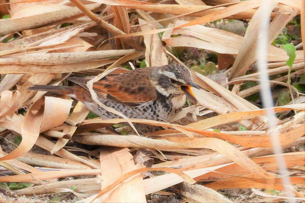 ツグミ（鶇、学名：Turdus eunomus）_a0393942_17090379.jpg