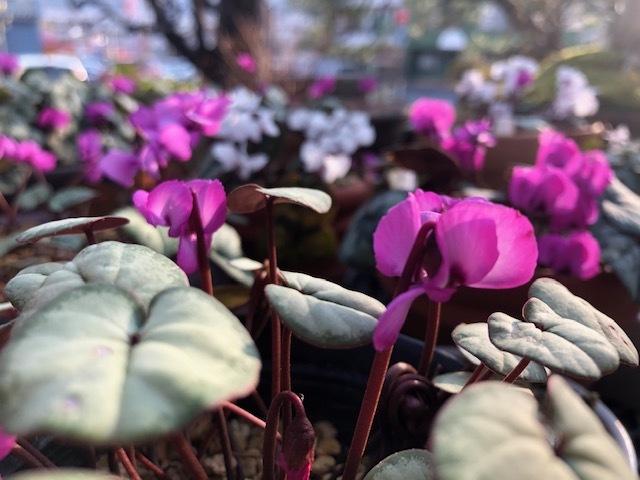 原種シクラメン コウム リリ子の一坪ガーデン 原種シクラメン コウム リリ子の一坪ガーデン