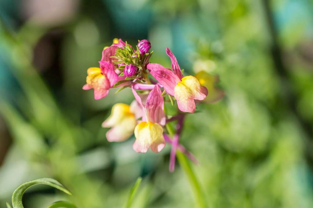 ヒメキンギョソウ あだっちゃんの花鳥風月