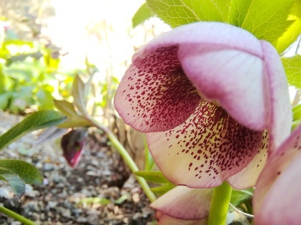 花のページ…_b0368362_18420671.jpg