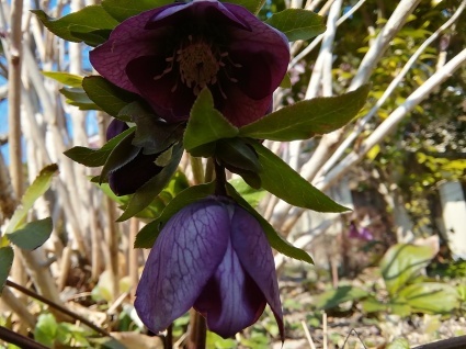 花のページ…_b0368362_18422071.jpg
