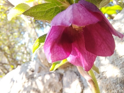 花のページ…_b0368362_18423178.jpg