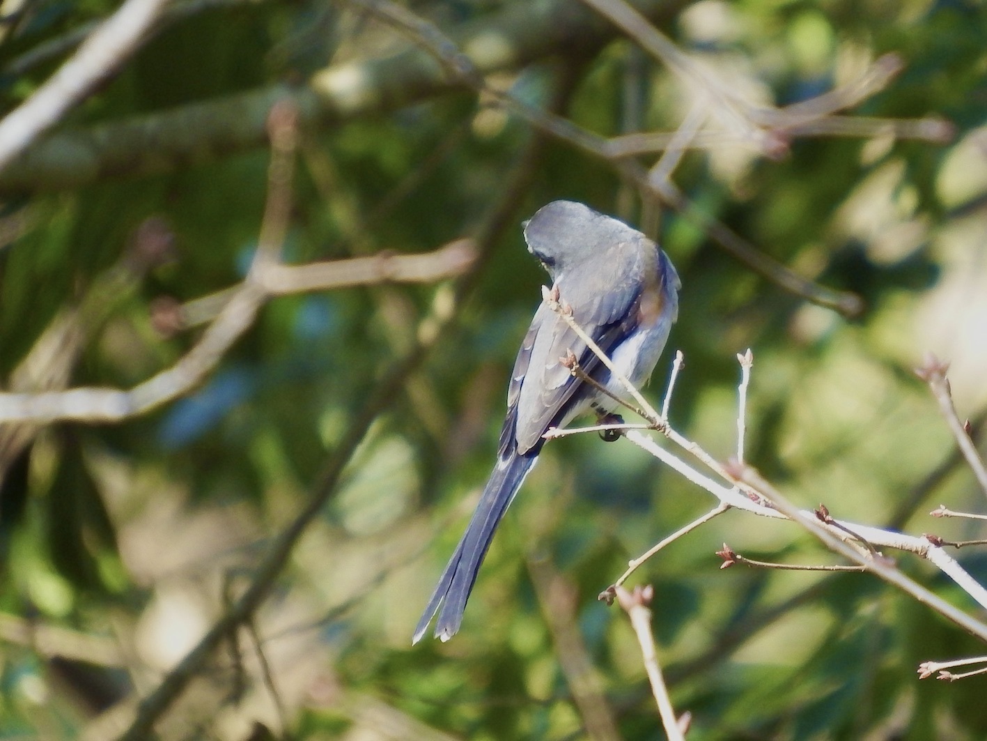 ピンボケ写真、でも、リュウキュウサンショウクイじゃないかと。_d0351564_20210543.jpeg