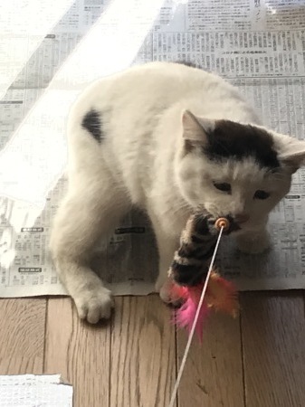 猫と過ごした時間は決して無駄にはならない_a0136671_22142290.jpg