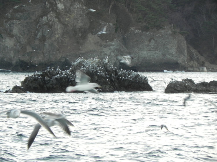 2011/12/1-2【宮城・岩手】東日本大震災の消えない残像　附、松島・瑞巌寺_b0116271_12061390.jpg