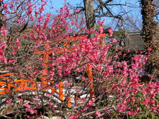 下鴨神社_f0226671_21521451.jpg