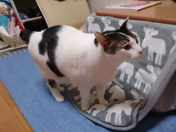 スグルのお散歩写真とミルちゃんの巣作り写真_e0171874_19080503.jpg