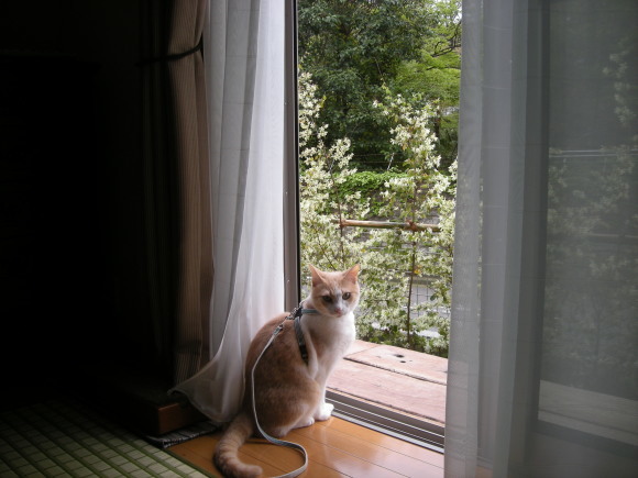 スグルのお散歩写真とミルちゃんの巣作り写真_e0171874_19181436.jpg