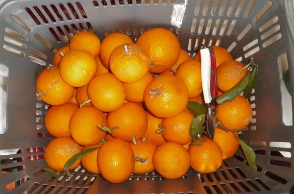 興津 ミカン の収穫とかブロッコリーの土寄せとか ブルーベリーの育て方 栽培 ブルーベリー ノート Blueberrynote