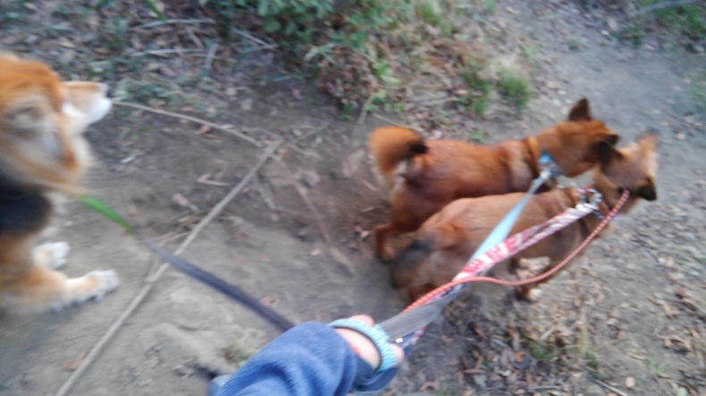 NO DOG NO LIFE_e0401283_21223550.jpg