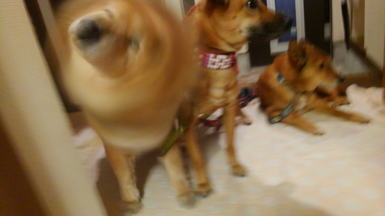 NO DOG NO LIFE_e0401283_21232907.jpg