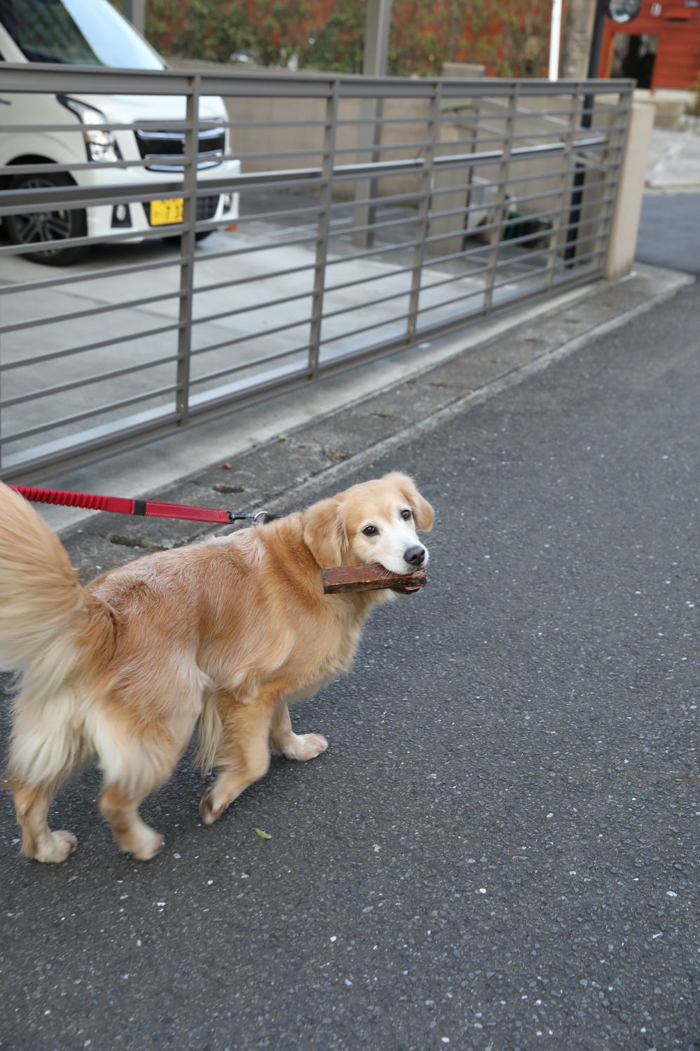 ムギちゃんとお散歩♪_b0275998_16022863.jpg