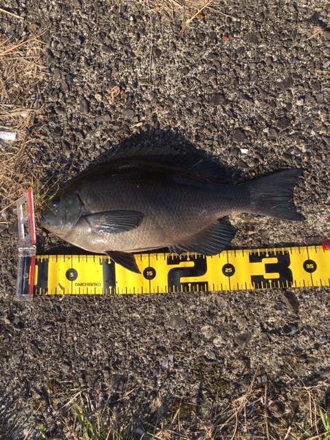 尾鷲磯釣り 大津の熱い夜 尾鷲磯釣り 大津の熱い夜