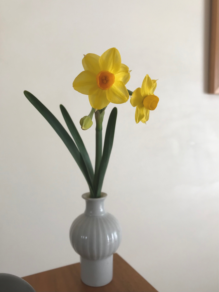 油絵　ラッパ水仙を差した花瓶 油絵 ラッパ水仙を差した花瓶 美術品・アンティーク・コレクション