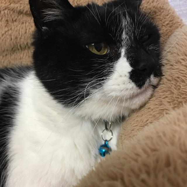 今日はネコの日。_c0174622_17432183.jpg